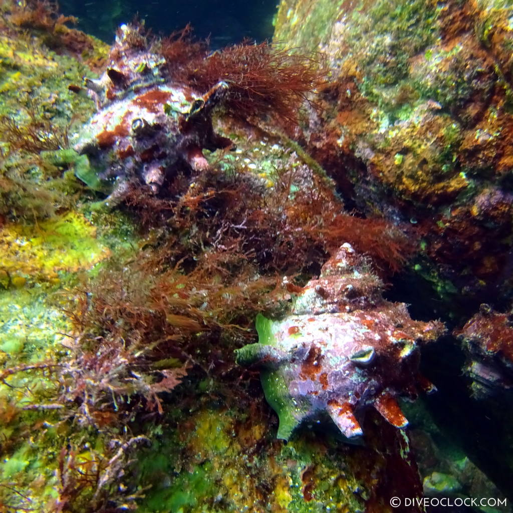 izu ocean park scuba diving Japan dive o'clock