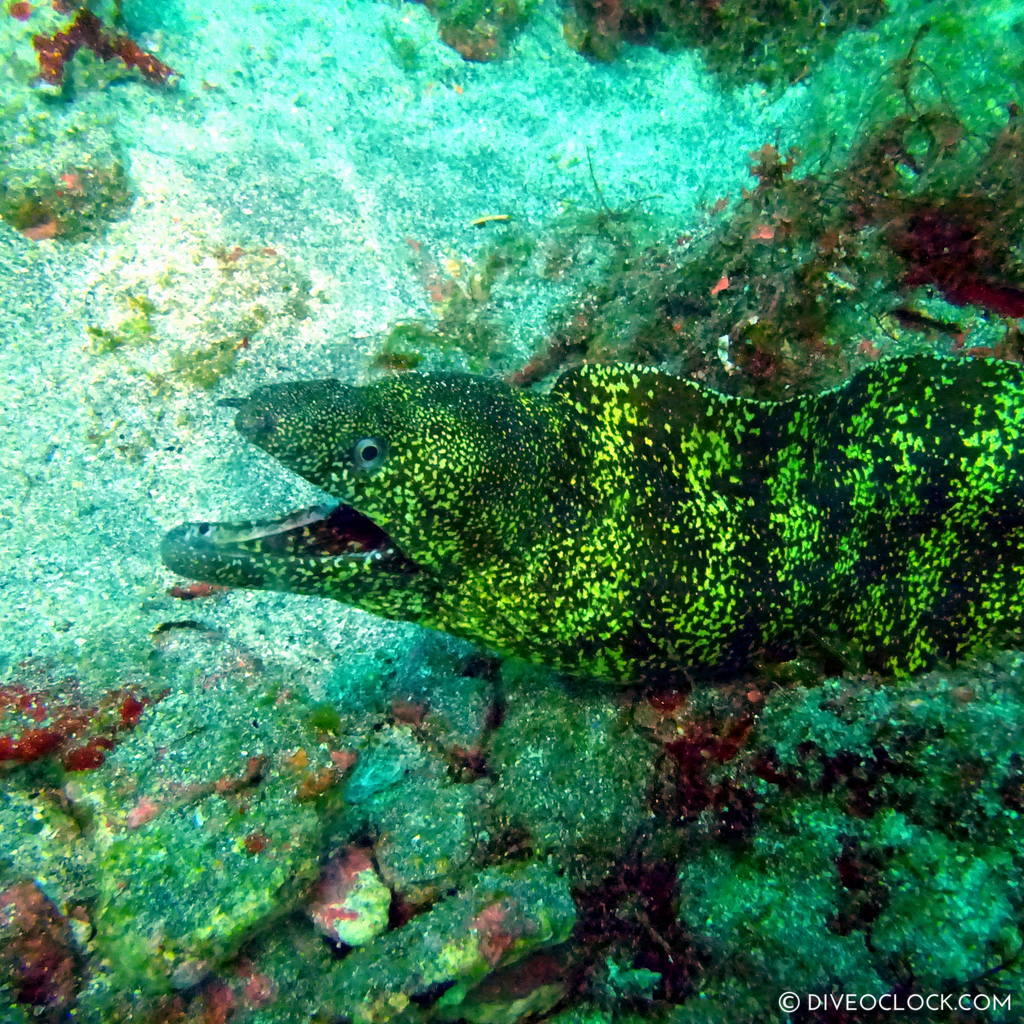 izu ocean park scuba diving Japan dive o'clock