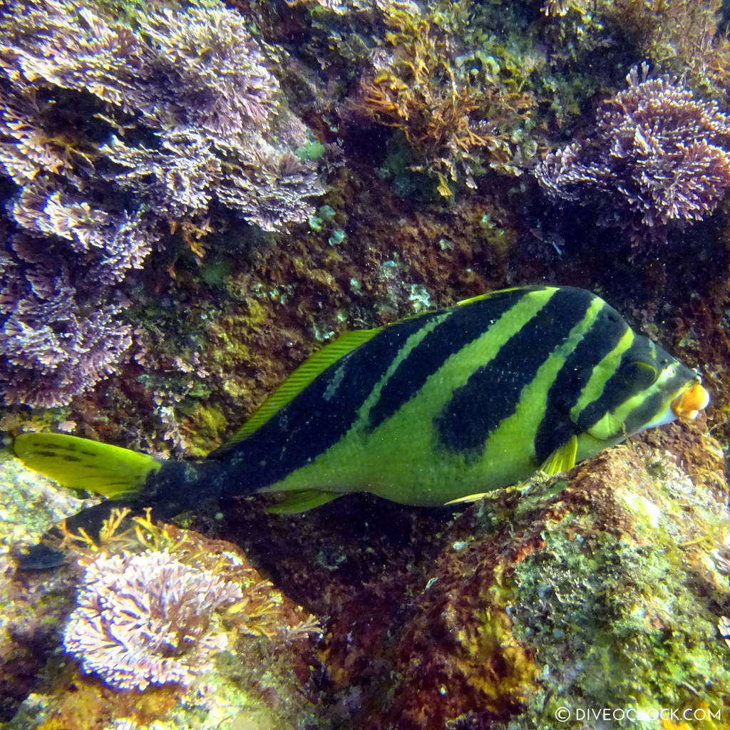 izu ocean park scuba diving Japan dive o'clock