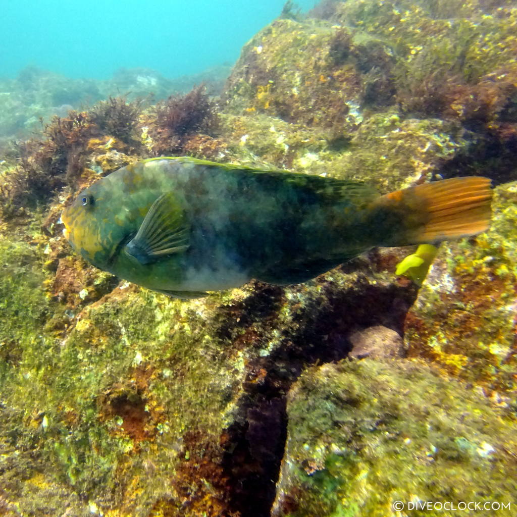 izu ocean park scuba diving Japan dive o'clock