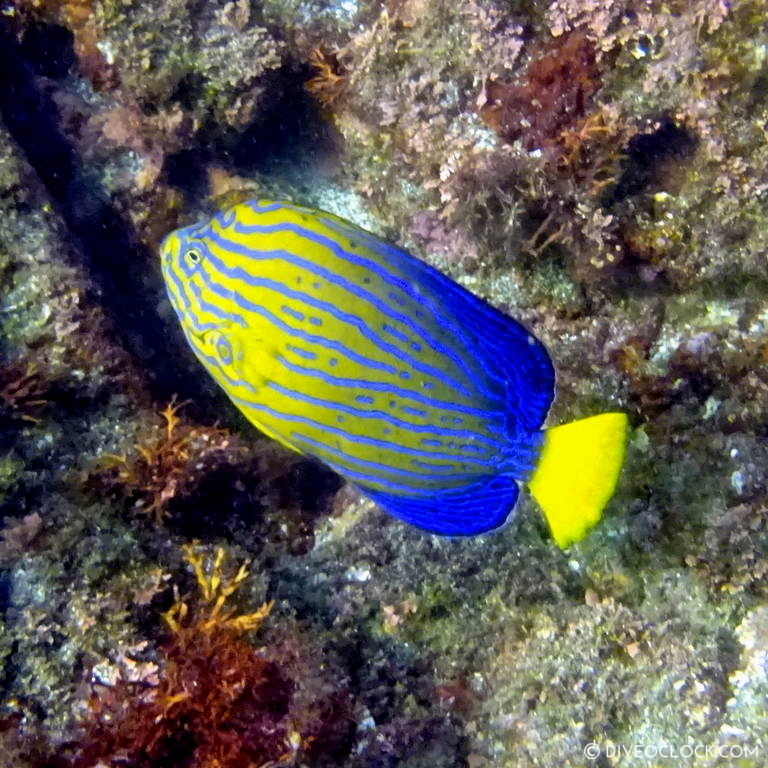 izu ocean park scuba diving Japan dive o'clock