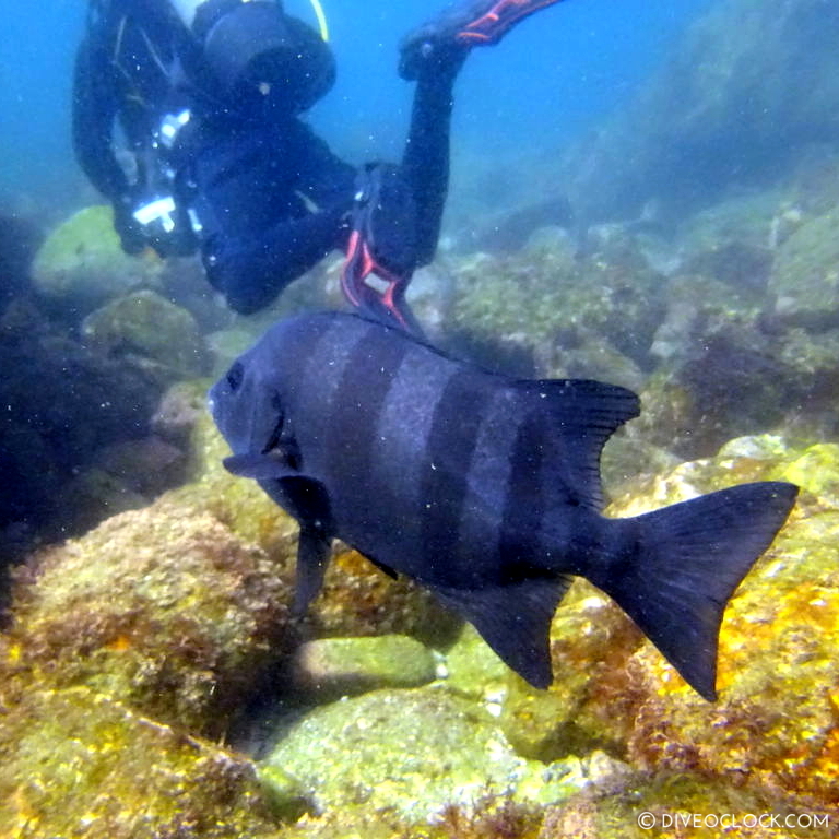 izu ocean park scuba diving Japan dive o'clock