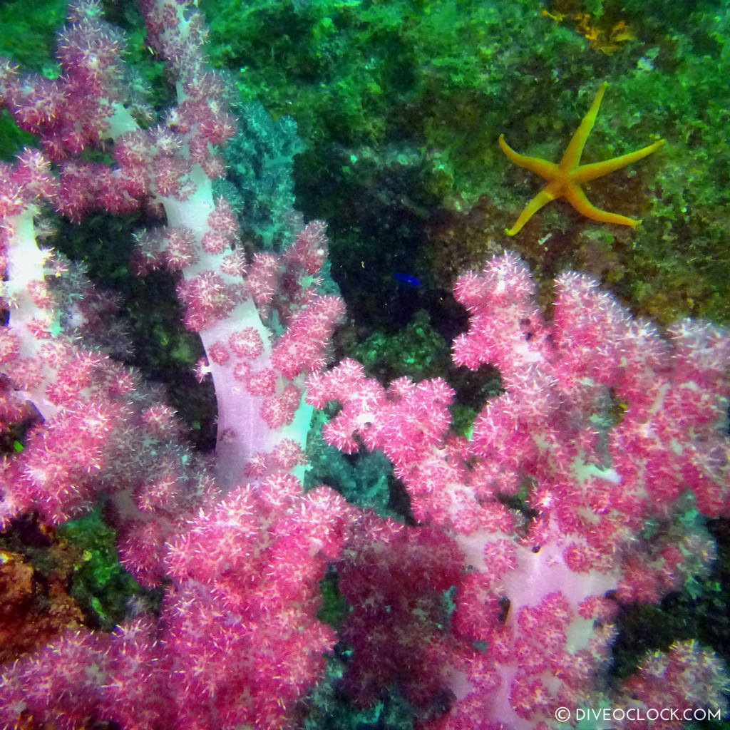 izu ocean park scuba diving Japan dive o'clock