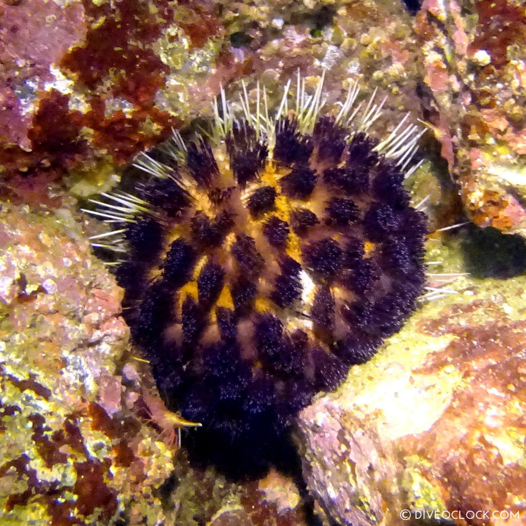 izu ocean park scuba diving Japan dive o'clock