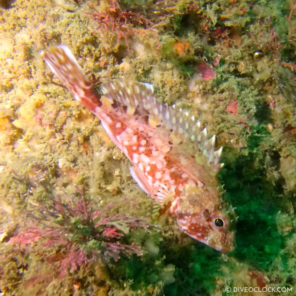 shikoku_scuba_diving_japan_diveoclock