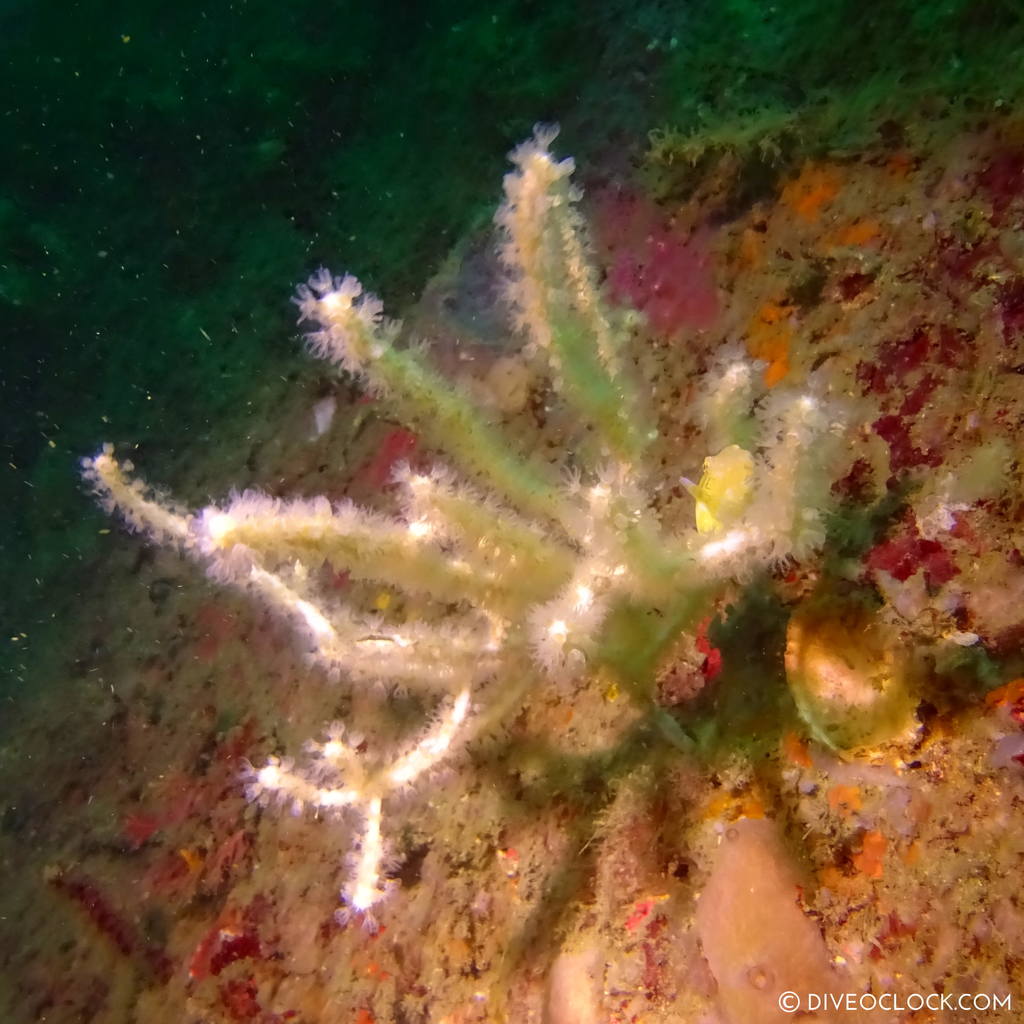 shikoku_scuba_diving_japan_diveoclock