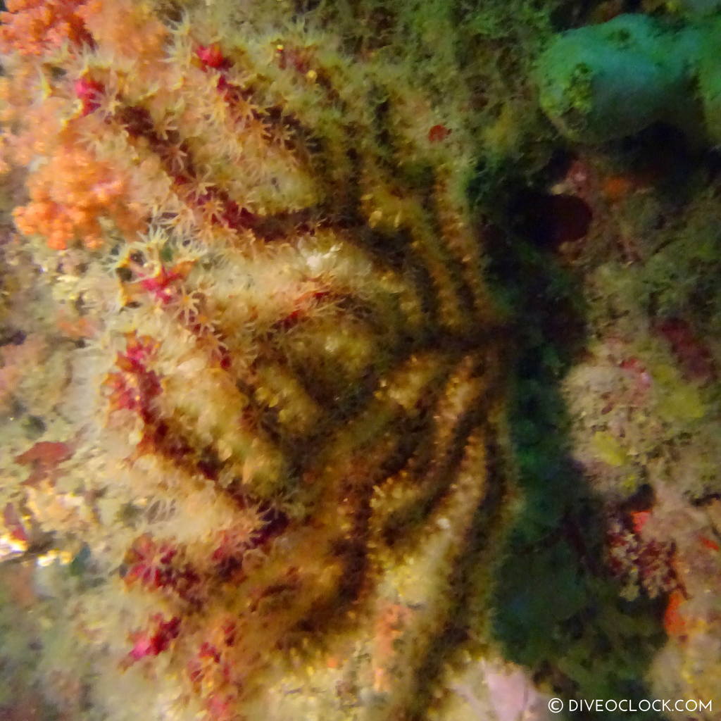 shikoku_scuba_diving_japan_diveoclock