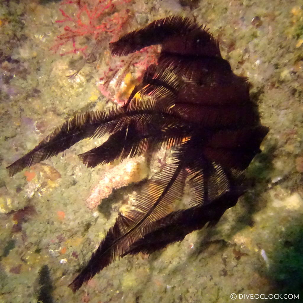 shikoku_scuba_diving_japan_diveoclock