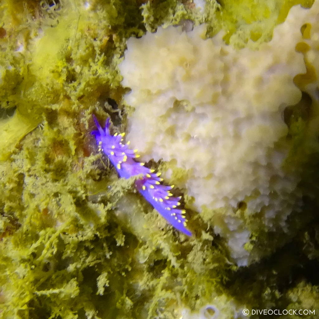 shikoku_scuba_diving_japan_diveoclock