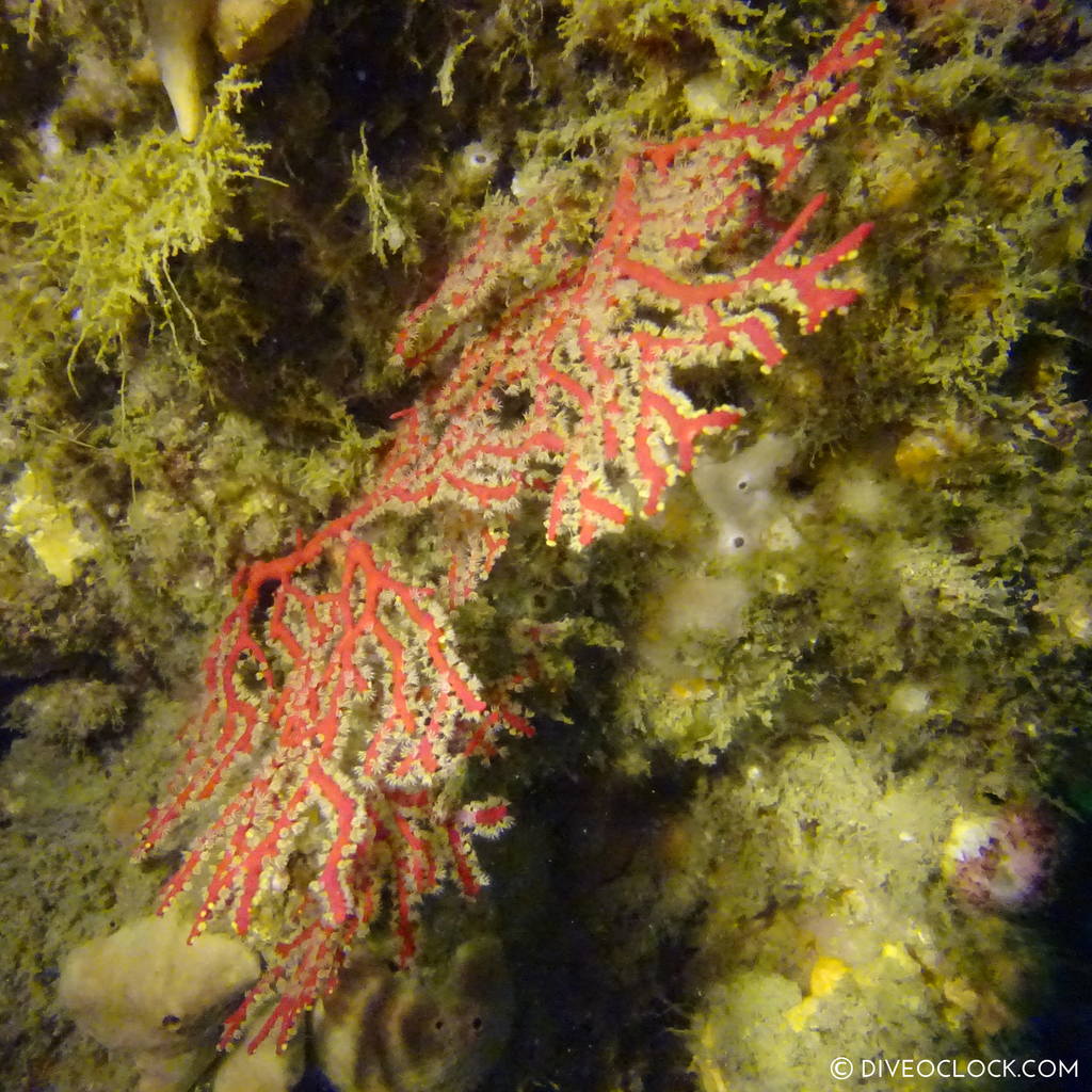 shikoku_scuba_diving_japan_diveoclock