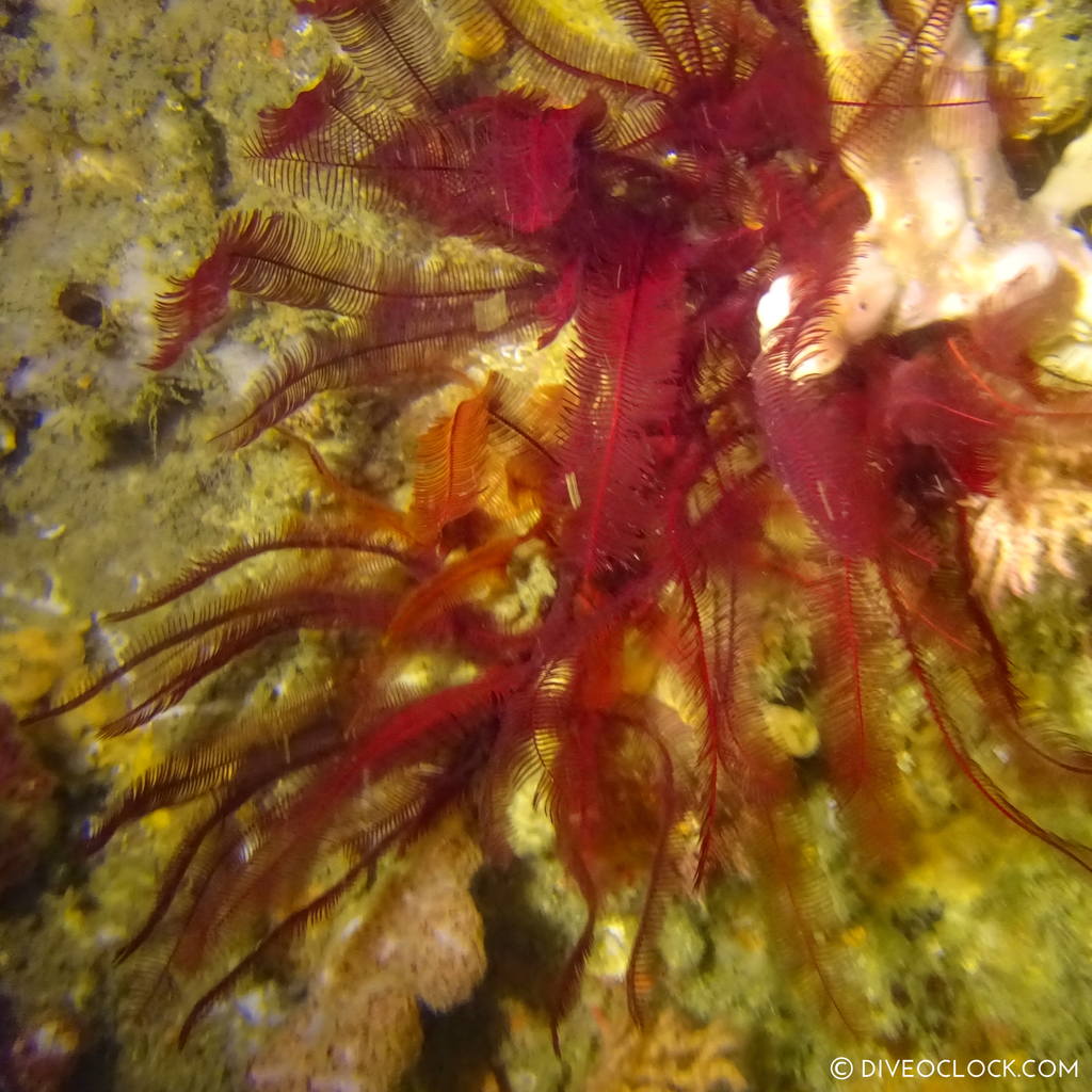 shikoku_scuba_diving_japan_diveoclock