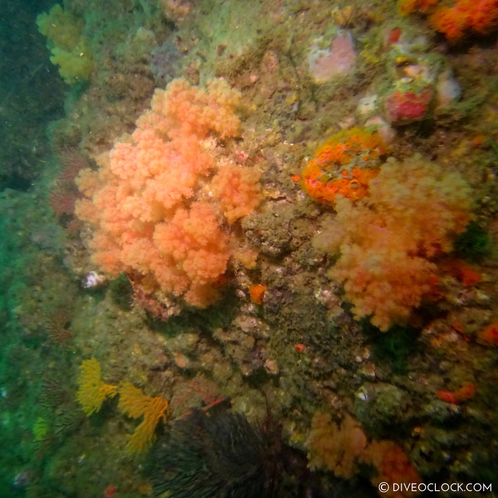 shikoku_scuba_diving_japan_diveoclock