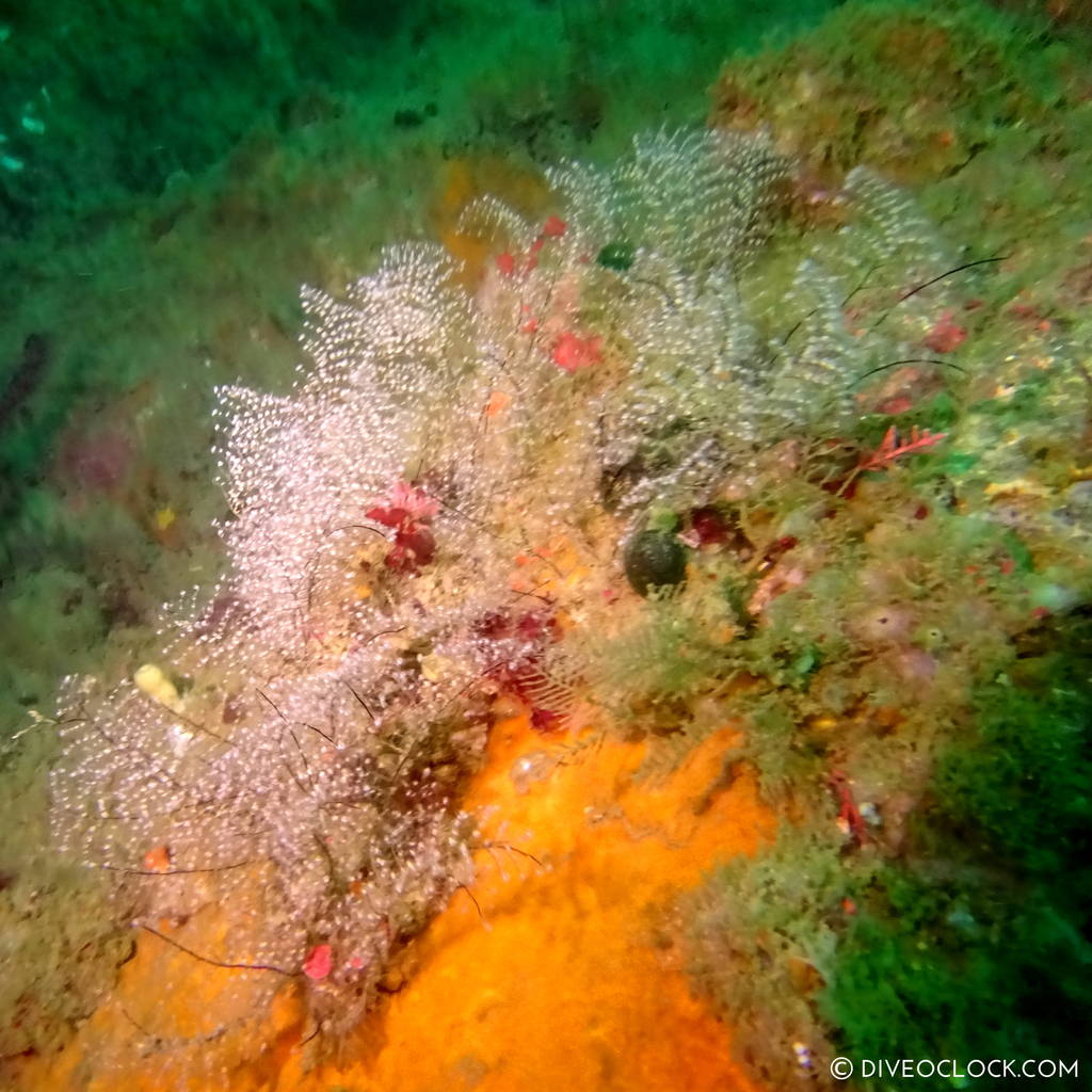 shikoku_scuba_diving_japan_diveoclock