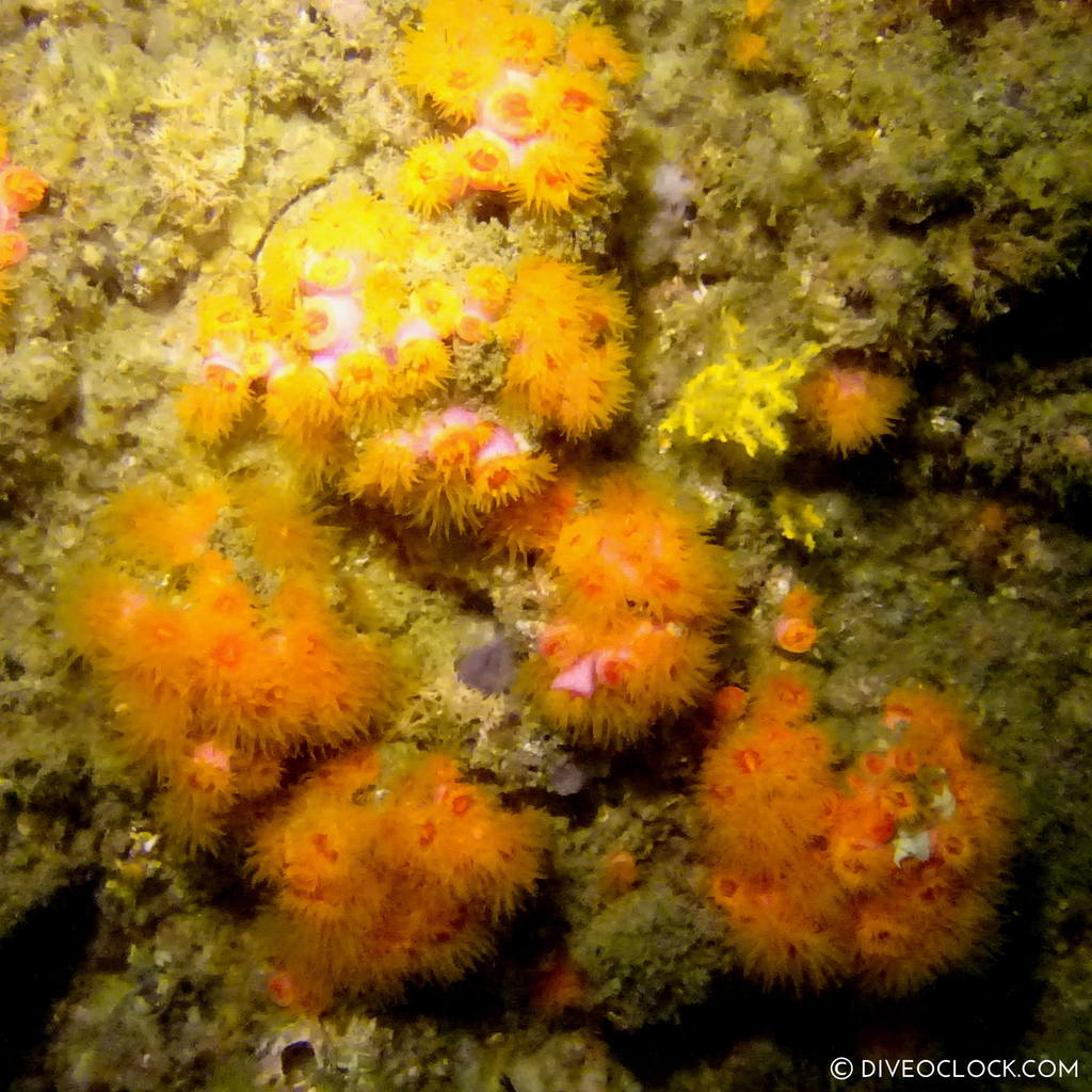 shikoku_scuba_diving_japan_diveoclock