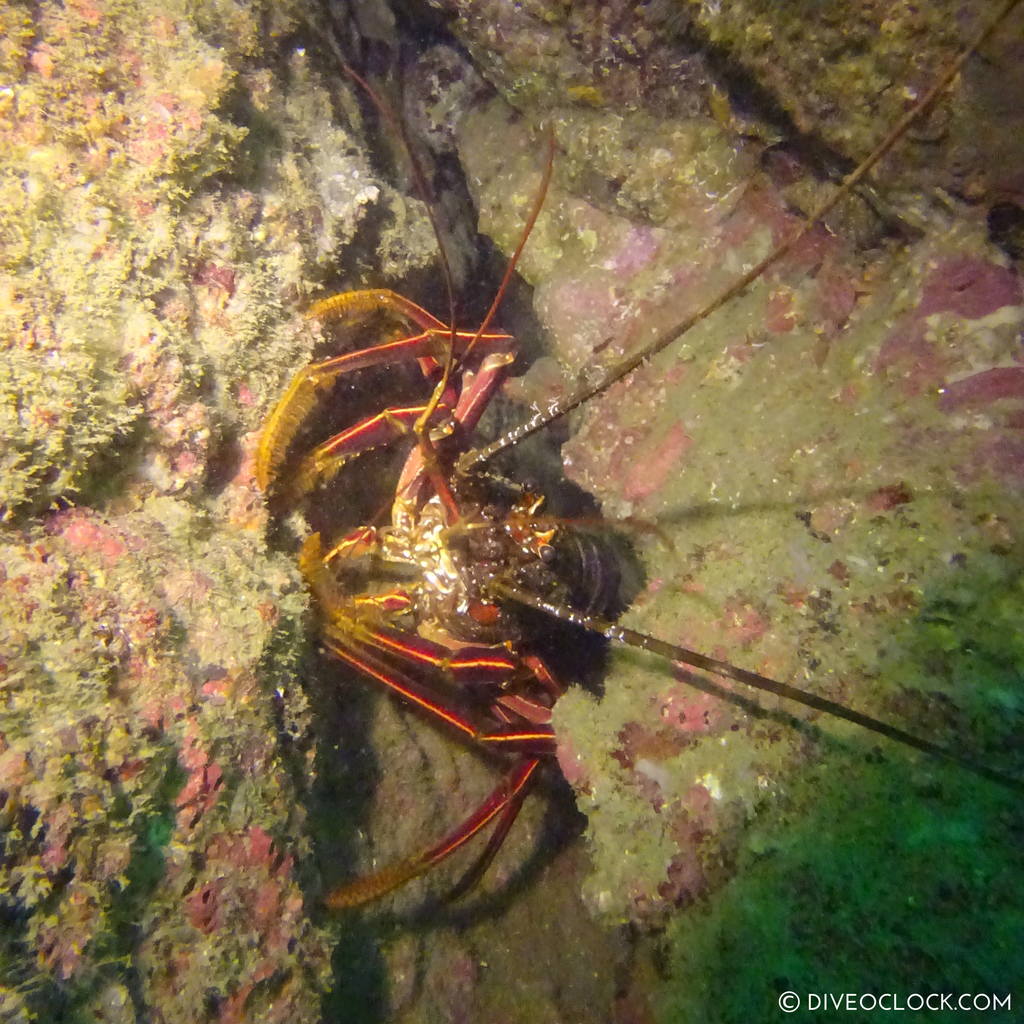 shikoku_scuba_diving_japan_diveoclock