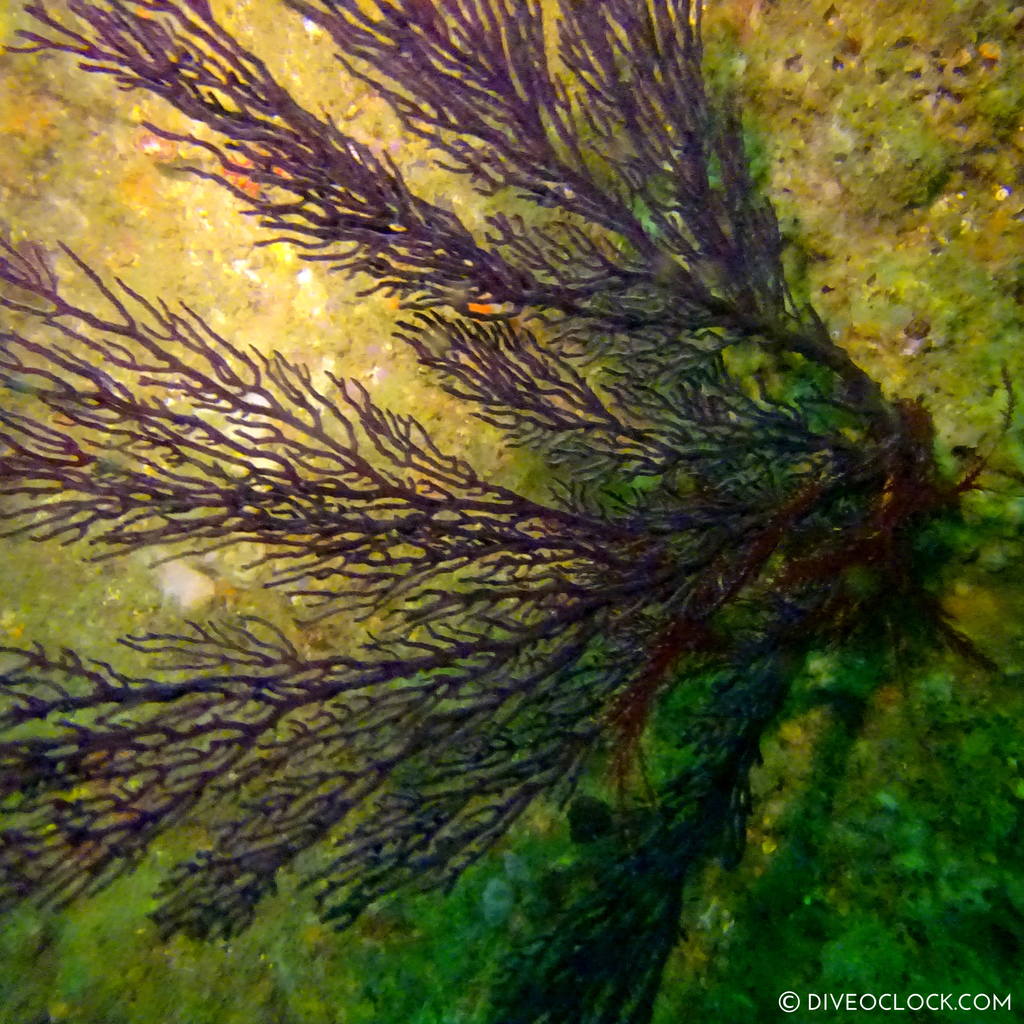 shikoku_scuba_diving_japan_diveoclock