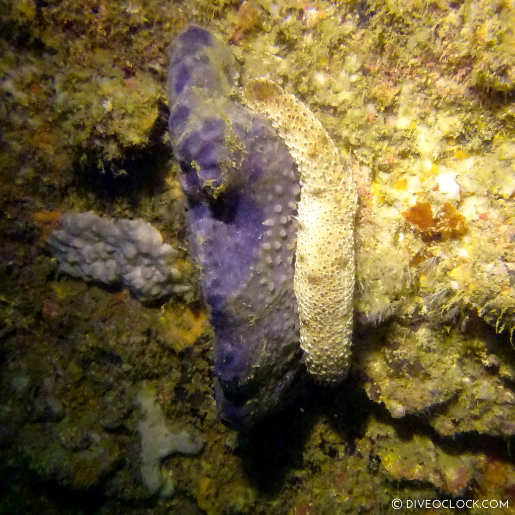 shikoku_scuba_diving_japan_diveoclock