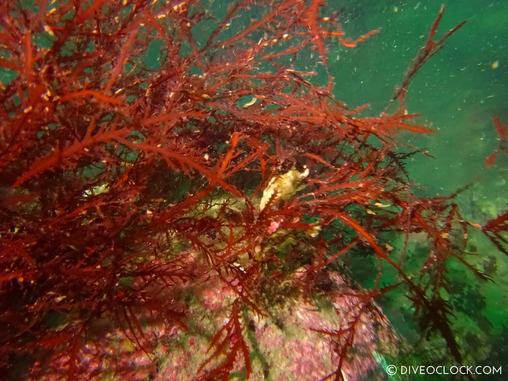 shikoku_scuba_diving_japan_diveoclock