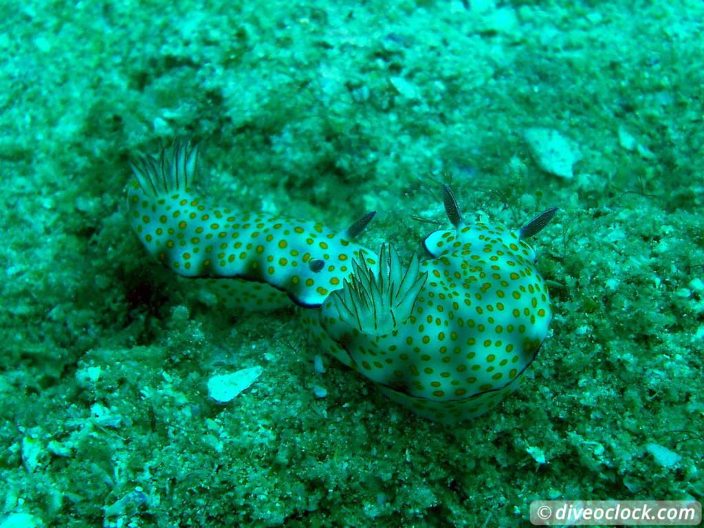 Pulau Payar Marine Park A Humiliating Day of Diving in Malaysia Pulau Payar Malaysia Diveoclock 1