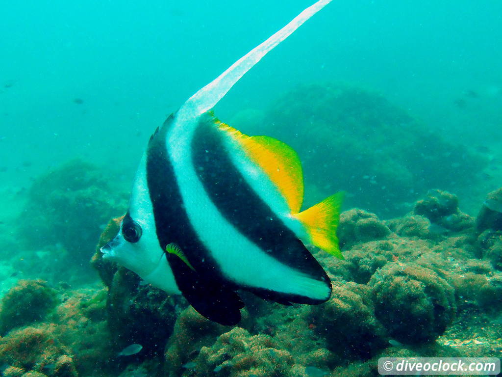 Pulau Payar Marine Park A Humiliating Day of Diving in Malaysia Pulau Payar Malaysia Diveoclock 5