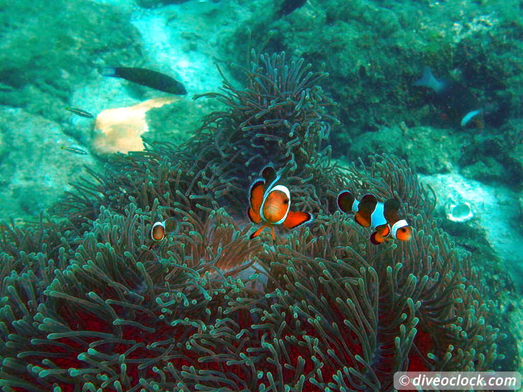 Pulau Payar Marine Park A Humiliating Day of Diving in Malaysia Pulau Payar Malaysia Diveoclock 6
