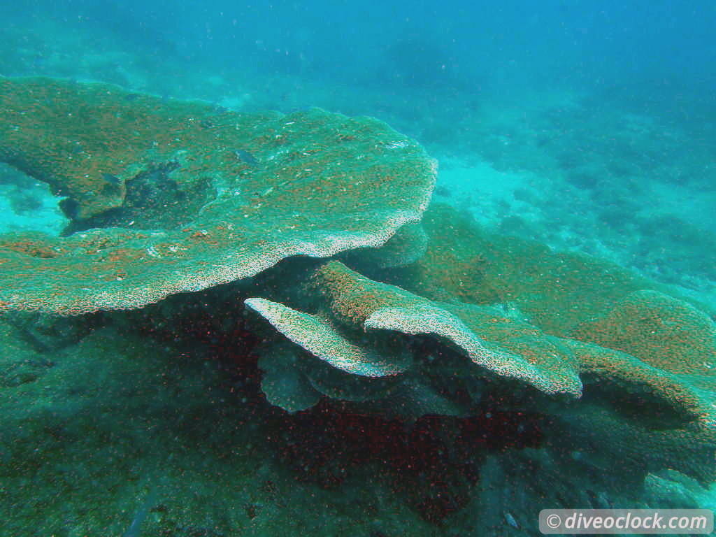 Pulau Payar Marine Park A Humiliating Day of Diving in Malaysia Pulau Payar Malaysia Diveoclock 7