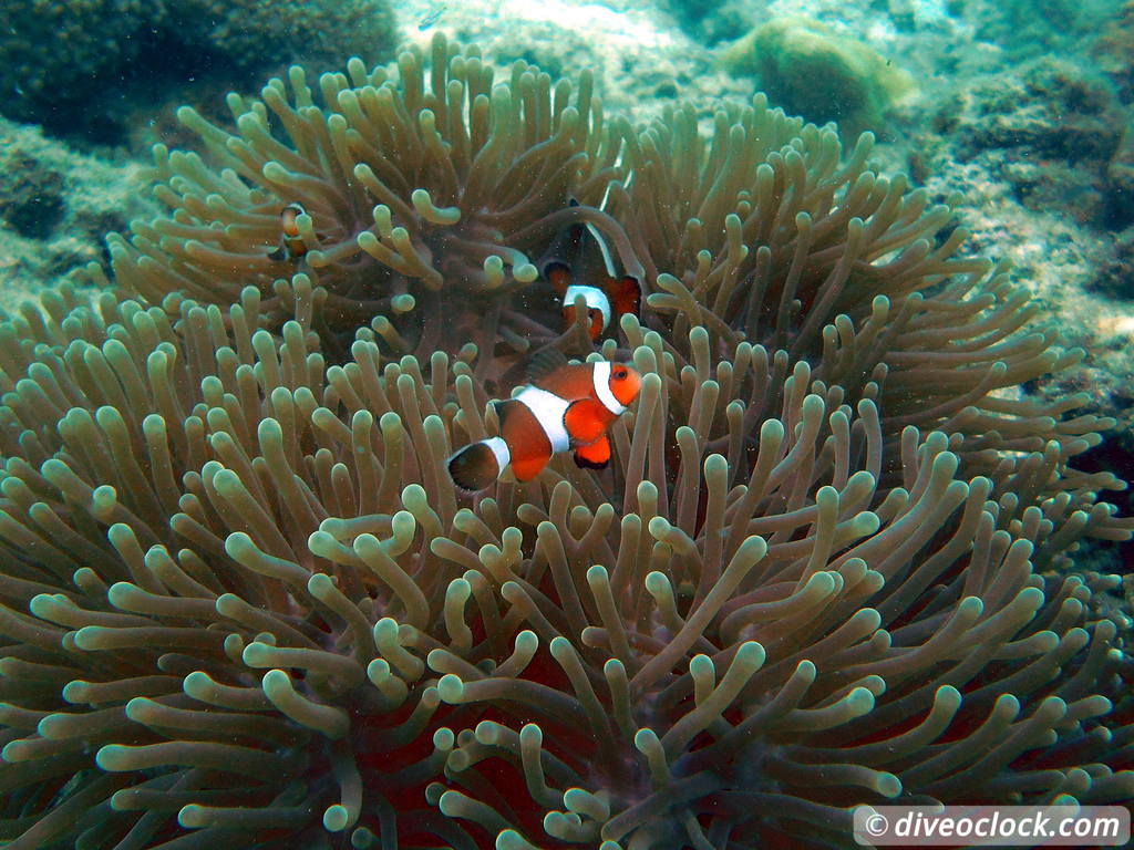 Pulau Payar Marine Park A Humiliating Day of Diving in Malaysia Pulau Payar Malaysia Diveoclock