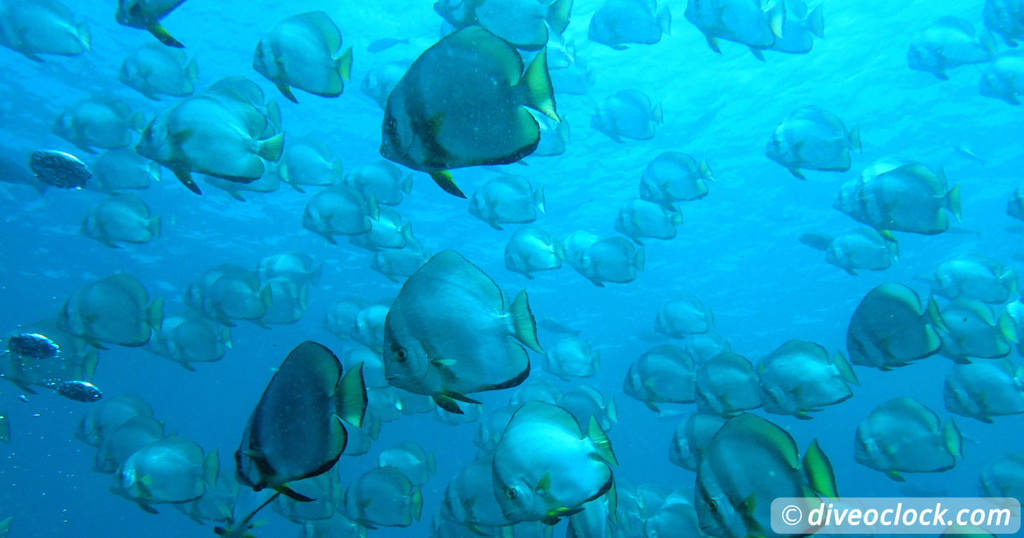 Nusa Penida SCUBA Diving with Manta Rays and Mola Molas Bali Indonesia   Asia Malaysia Sipadan 