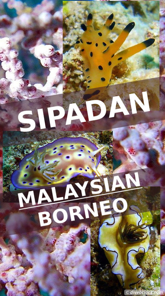 Sipadan - World Class SCUBA Diving in Malaysian Borneo!