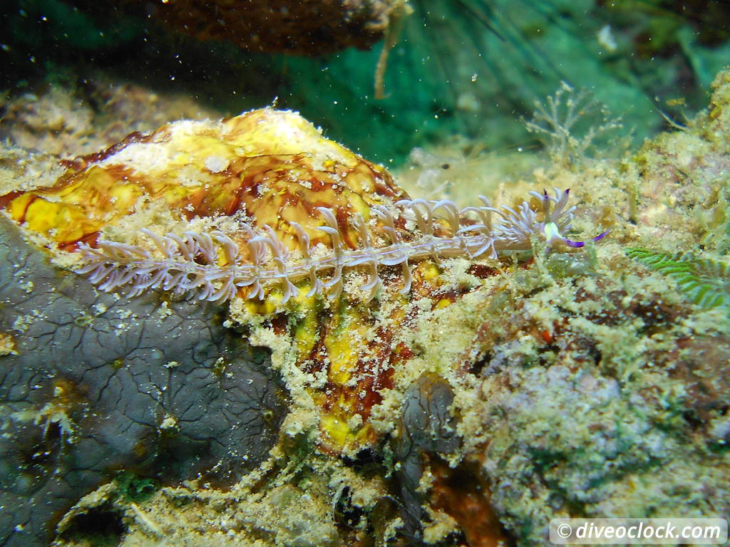 Sipadan World Class SCUBA Diving in Malaysian Borneo  Sipadan Diveoclock 1