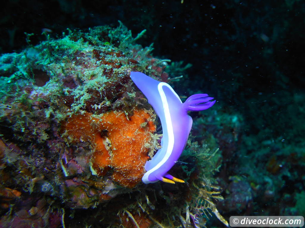 Sipadan World Class SCUBA Diving in Malaysian Borneo  Sipadan Diveoclock 11