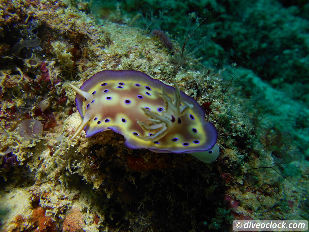 Sipadan World Class SCUBA Diving in Malaysian Borneo  Sipadan Diveoclock 13