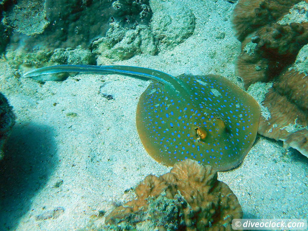 Sipadan World Class SCUBA Diving in Malaysian Borneo  Sipadan Diveoclock 18