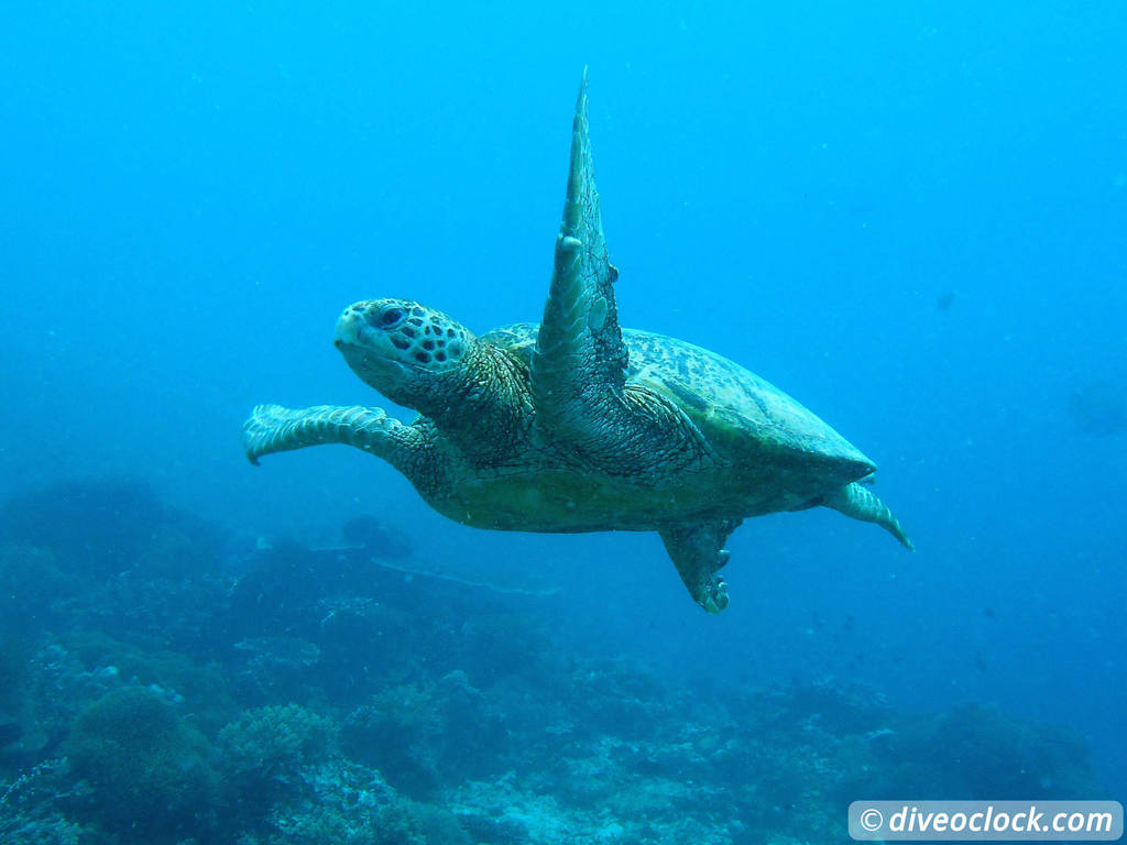 Sipadan World Class SCUBA Diving in Malaysian Borneo  Sipadan Diveoclock 21