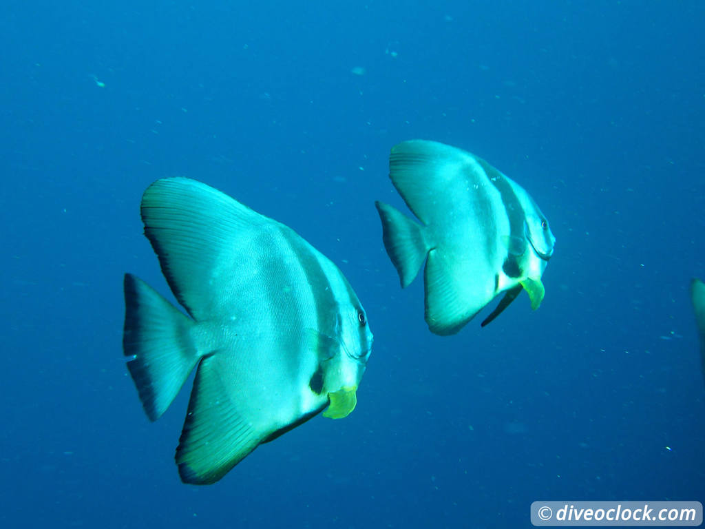 Sipadan World Class SCUBA Diving in Malaysian Borneo  Sipadan Diveoclock 22