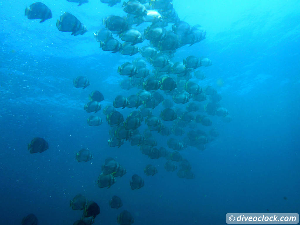 Sipadan World Class SCUBA Diving in Malaysian Borneo  Sipadan Diveoclock 23