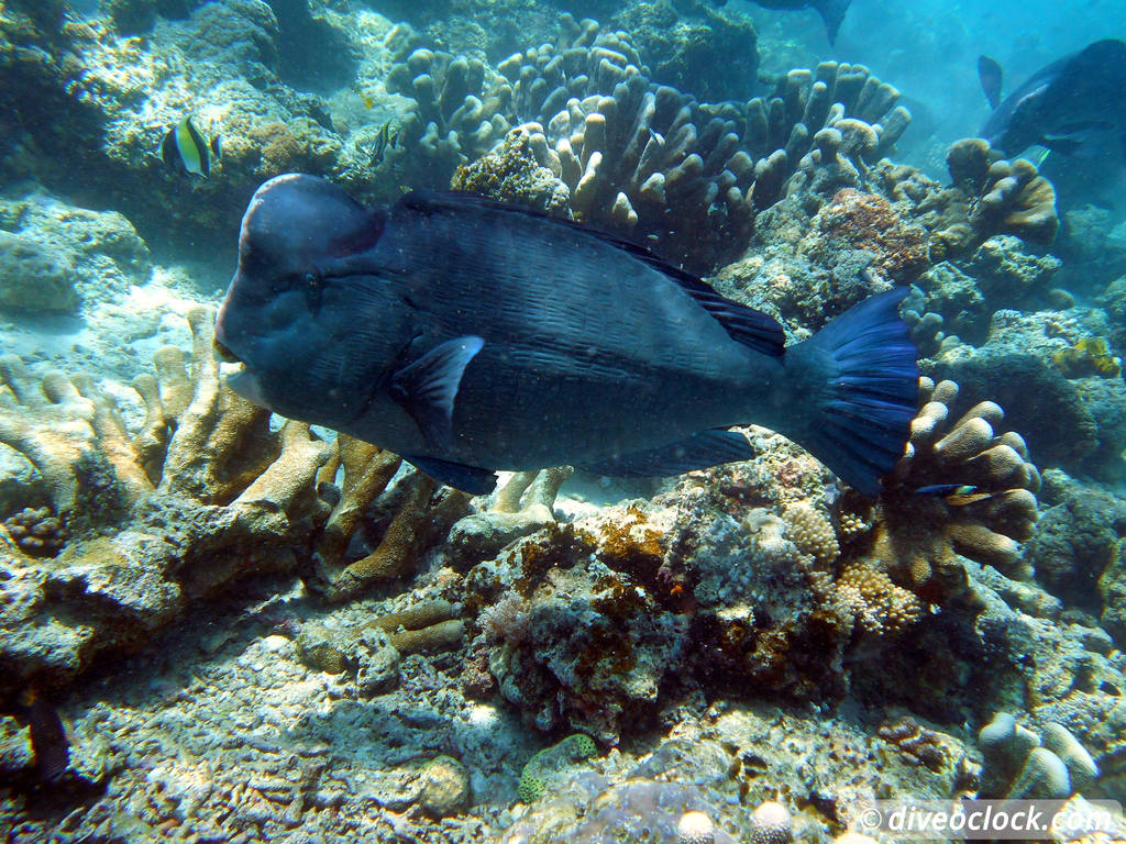 Sipadan World Class SCUBA Diving in Malaysian Borneo  Sipadan Diveoclock 24