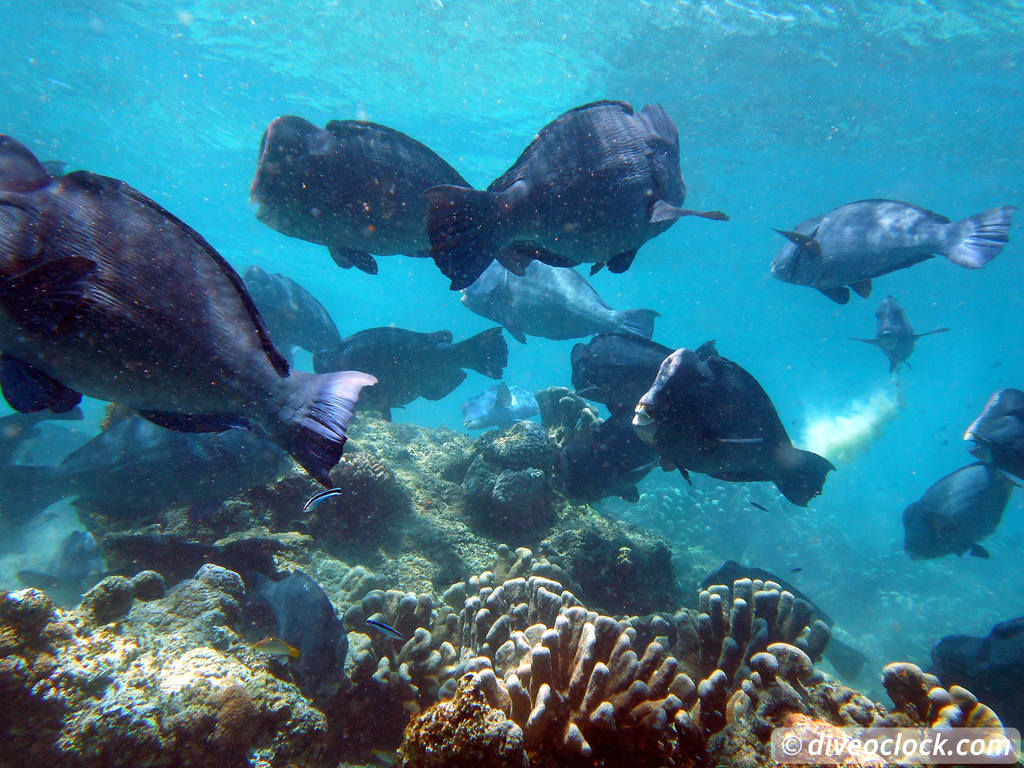 Sipadan World Class SCUBA Diving in Malaysian Borneo  Sipadan Diveoclock 25