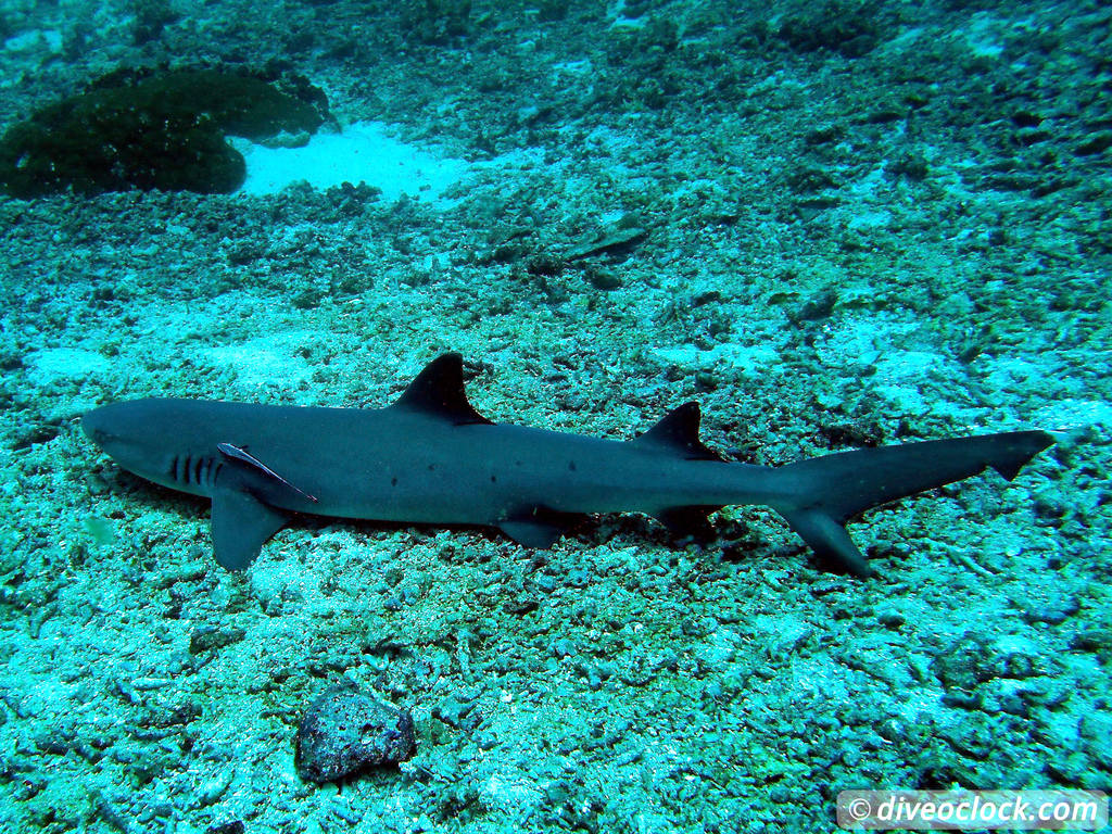 Sipadan World Class SCUBA Diving in Malaysian Borneo  Sipadan Diveoclock 27