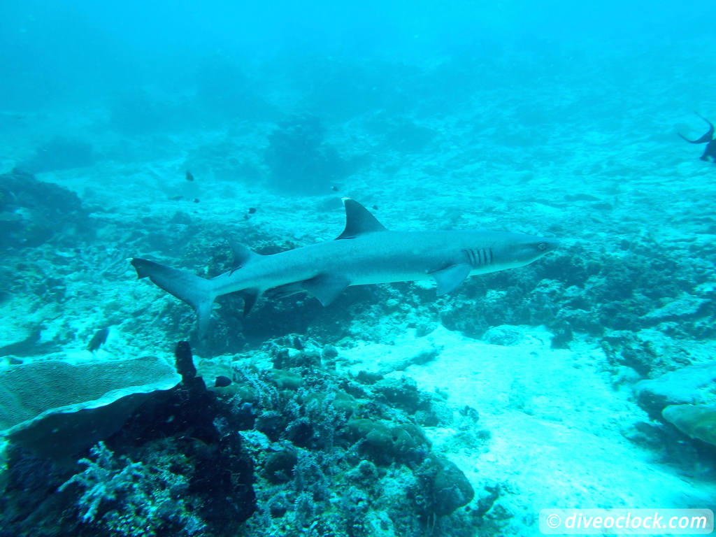 Sipadan World Class SCUBA Diving in Malaysian Borneo  Sipadan Diveoclock 28