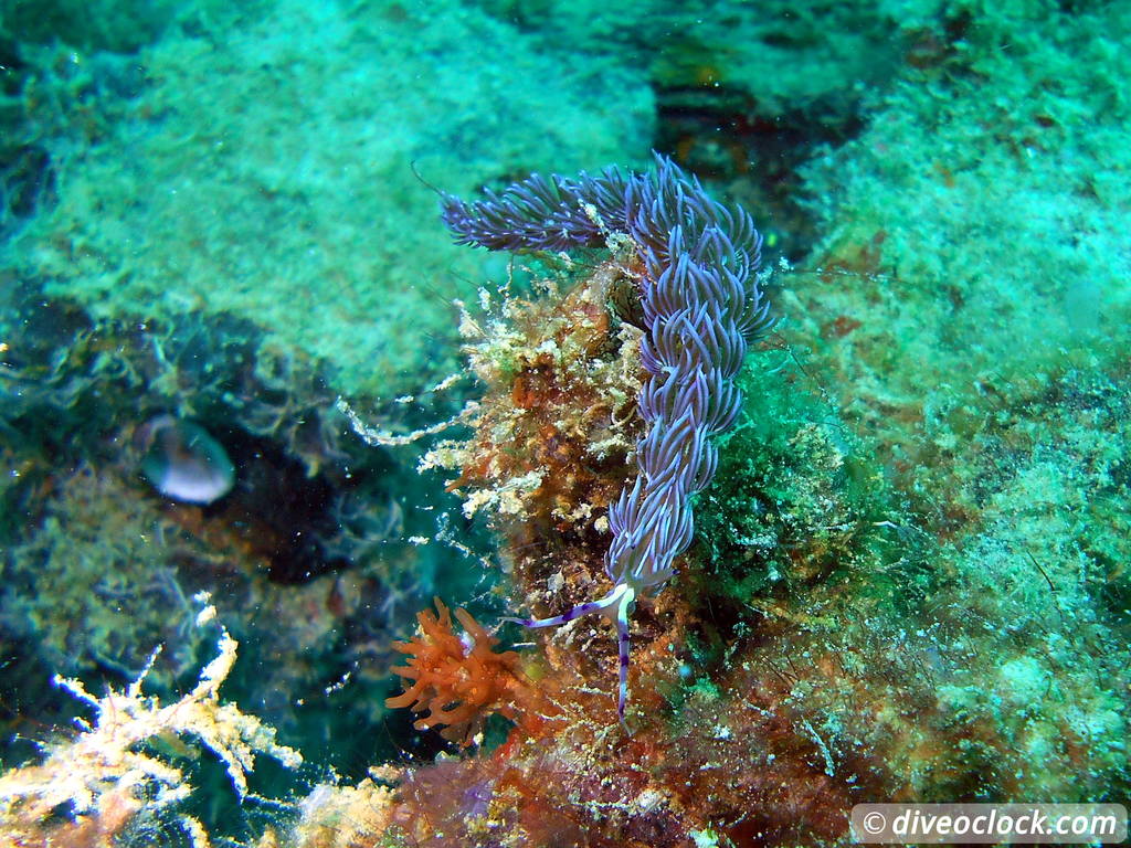 Sipadan World Class SCUBA Diving in Malaysian Borneo  Sipadan Diveoclock 3