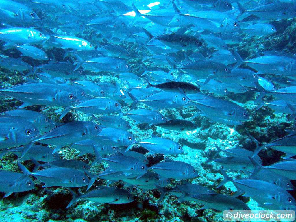 Sipadan World Class SCUBA Diving in Malaysian Borneo  Sipadan Diveoclock 31