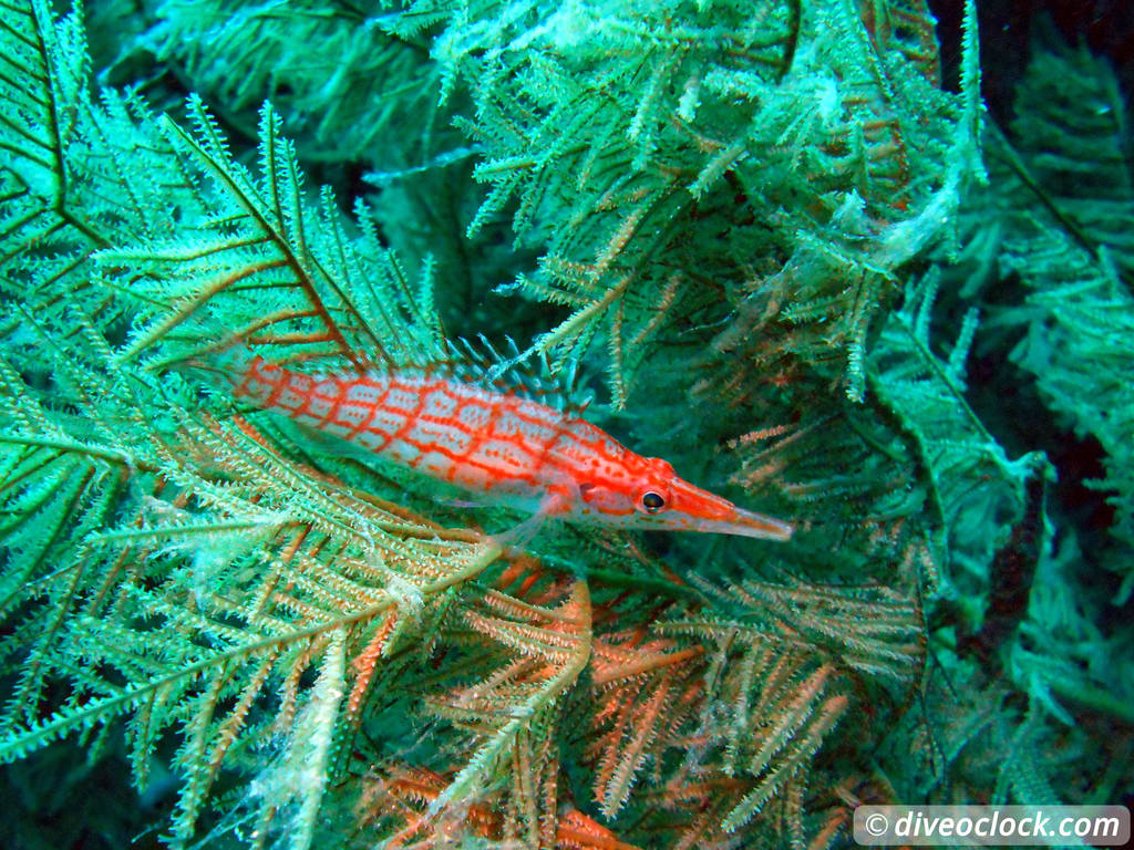 Sipadan World Class SCUBA Diving in Malaysian Borneo  Sipadan Diveoclock 33