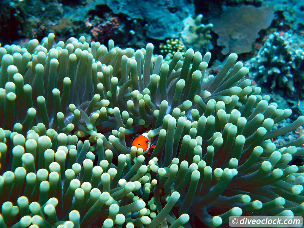 Sipadan World Class SCUBA Diving in Malaysian Borneo  Sipadan Diveoclock 34