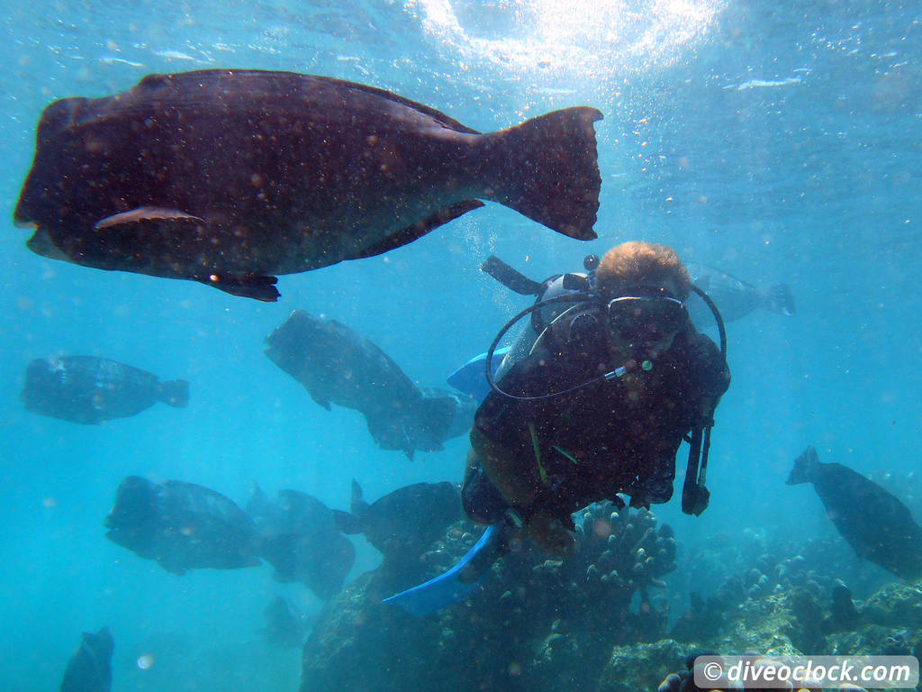 Sipadan World Class SCUBA Diving in Malaysian Borneo  Sipadan Diveoclock 35