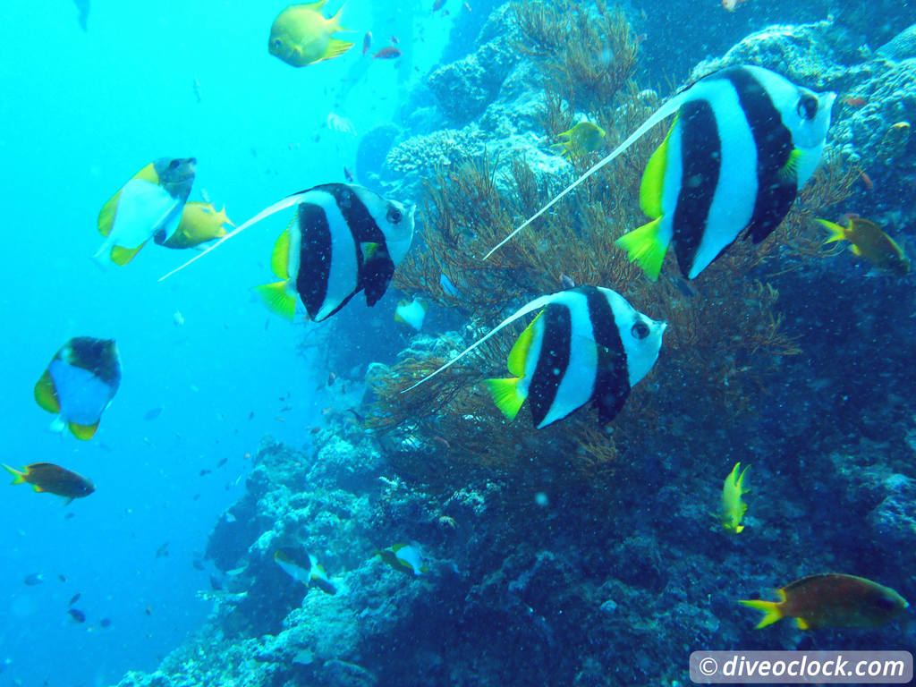 Sipadan World Class SCUBA Diving in Malaysian Borneo  Sipadan Diveoclock 36