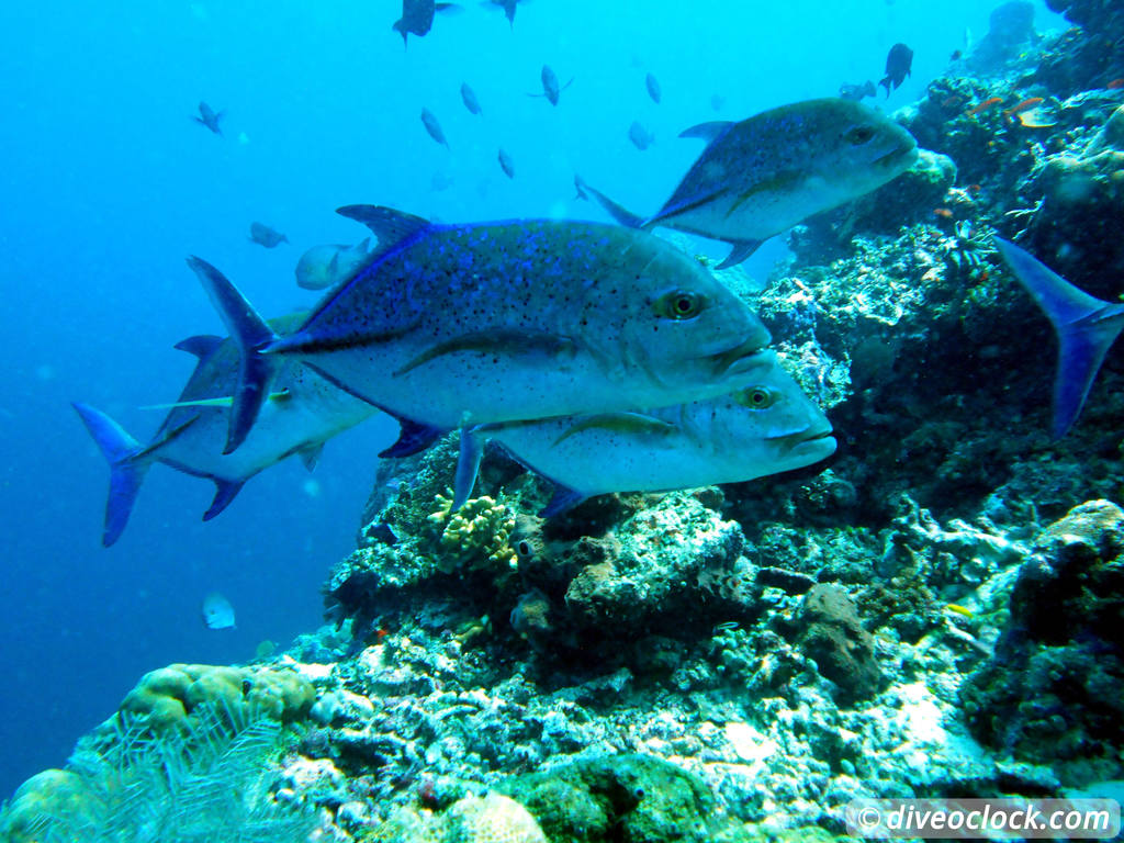 Sipadan World Class SCUBA Diving in Malaysian Borneo  Sipadan Diveoclock 37