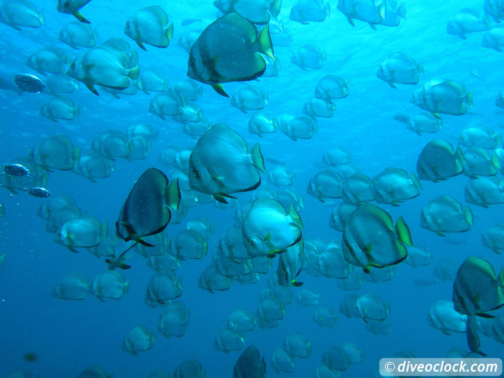 Sipadan World Class SCUBA Diving in Malaysian Borneo  Sipadan Diveoclock 38