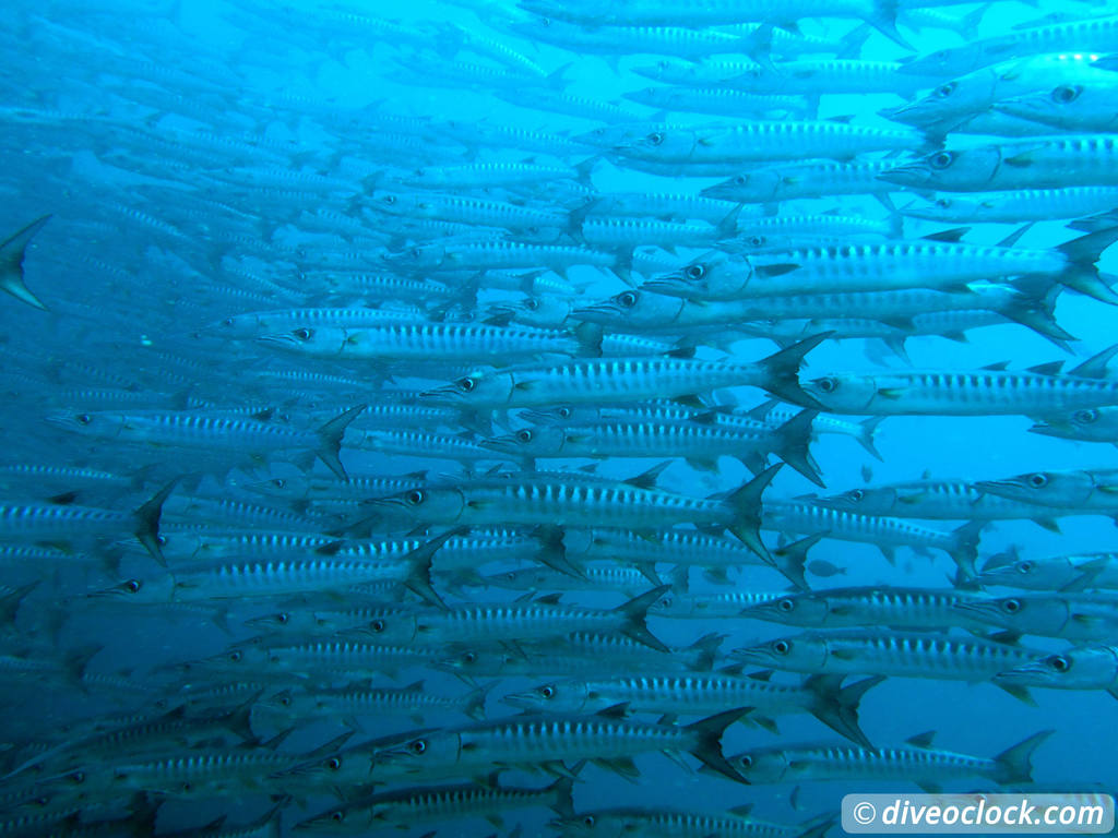 Sipadan World Class SCUBA Diving in Malaysian Borneo  Sipadan Diveoclock 39