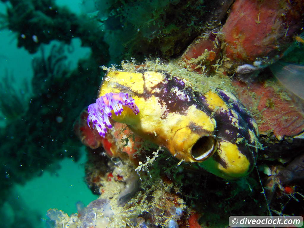 Sipadan World Class SCUBA Diving in Malaysian Borneo  Sipadan Diveoclock 4